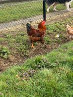 4 grote hanen te koop, Dieren en Toebehoren, Pluimvee