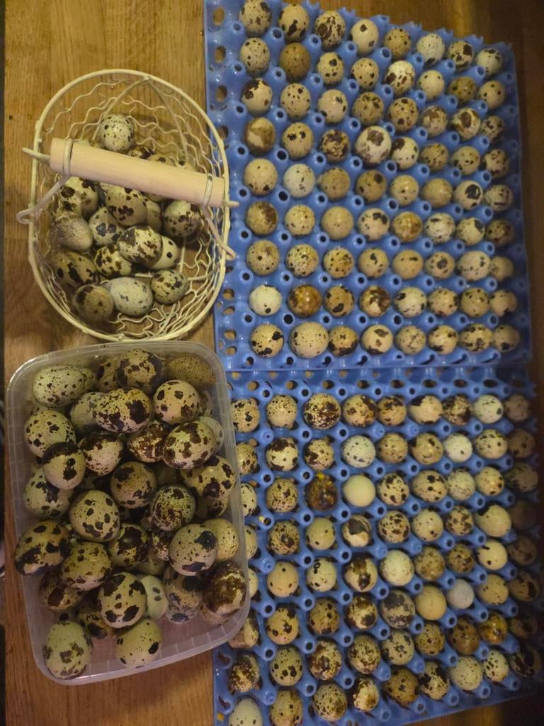 Jumbo japanse kwartel broedeitjes super bevruchting, Overige soorten