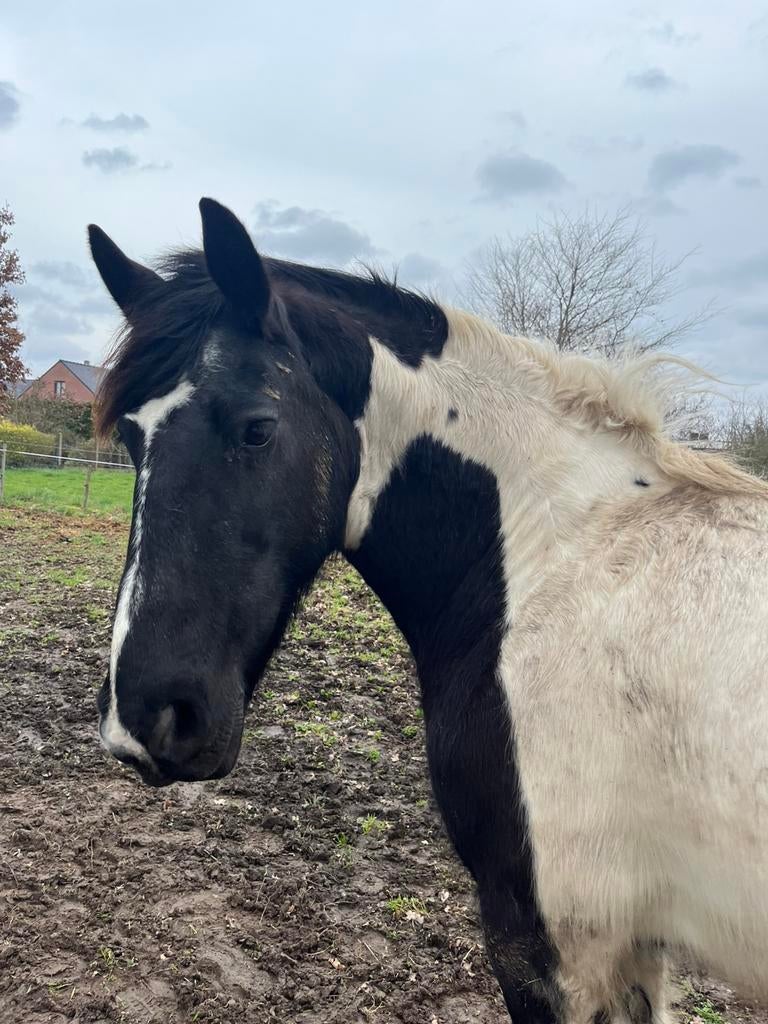 Mooie merrie, Animaux & Accessoires, Chevaux, Jument, Débourré, 165 à 170 cm, 11 ans ou plus, Cheval de récréation, Avec puce électronique