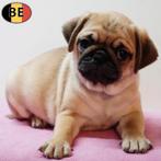 Carlin - chiots belges à vendre, Commerçant, Autres races, 8 à 15 semaines, Plusieurs