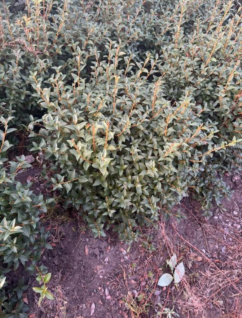 Osmanthus Burkwooii (KlUIT) 60/80 cm, Ophalen