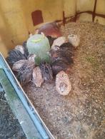 Japanse kwartels haantjes