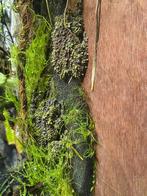 OP ZOEK: Theloderma Corticale vrouwtje/juveniles, Amfibie