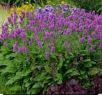 Stachys hummelo, Tuin en Terras, Ophalen, Bodembedekkers, Vaste plant, Halfschaduw