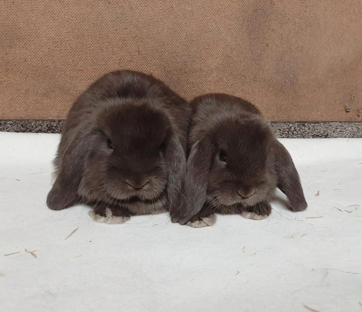 Dwerghangoortjes NHD chocoladebruin, Dieren en Toebehoren, Konijnen, Dwerg, Meerdere dieren, 0 tot 2 jaar, Hangoor