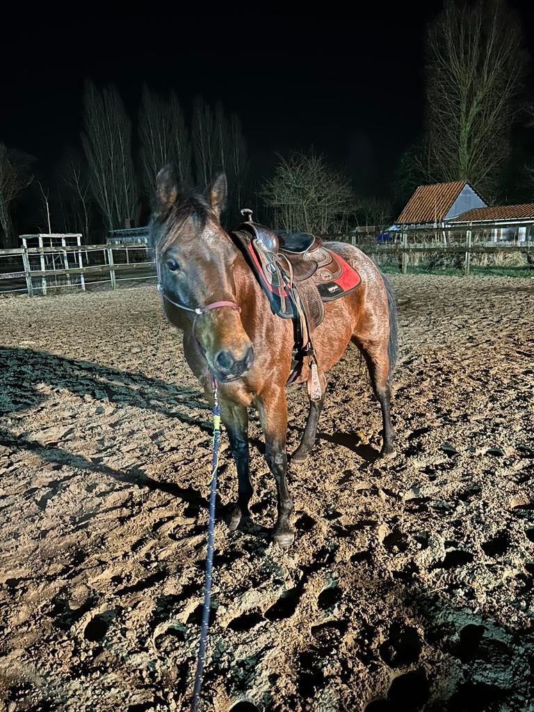 Zadelmaktraining en doorrijden van paarden, Débourré