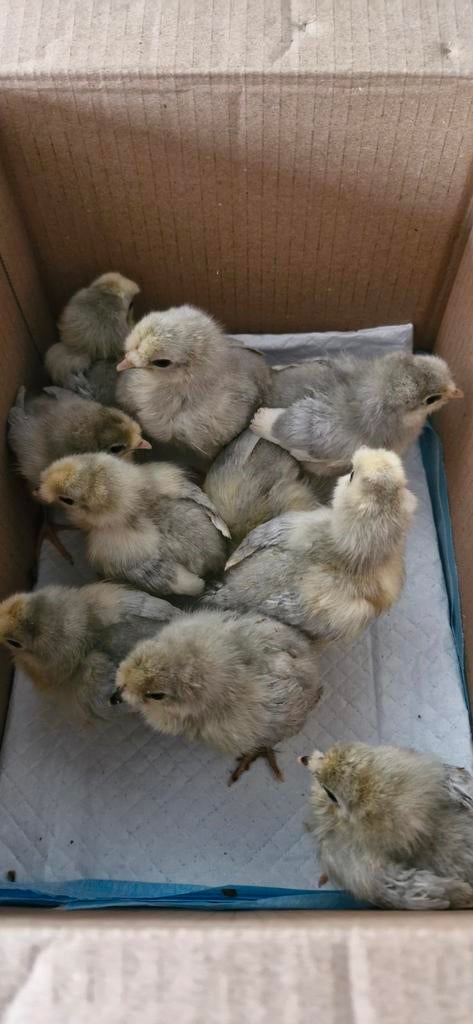 Araucana lavendel kuikens