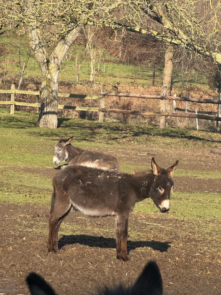 Jonge hengsten ezels., Dieren en Toebehoren, Hengst, Gechipt