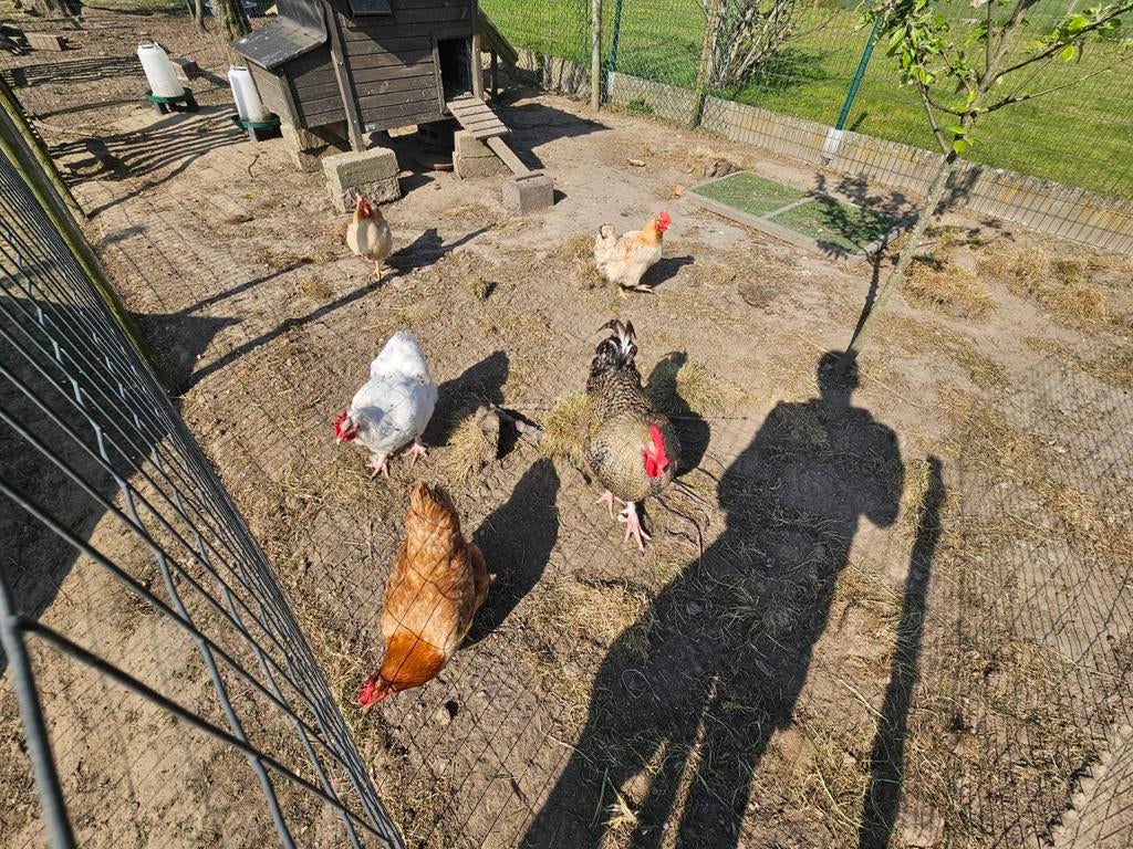 Broedeieren kippen kruising Mechelse Koekoek & Kabier, Meerdere dieren, Kip