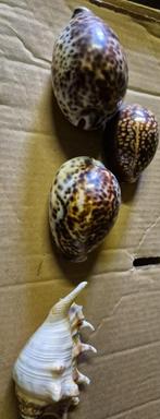 schelpen verzameling, Verzamelen, Ophalen, Schelp(en)