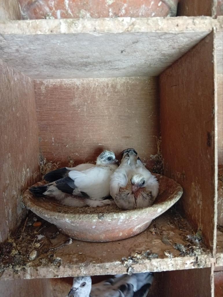 Weners hoogvliegers, Dieren en Toebehoren