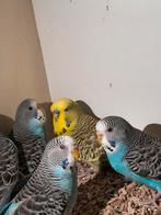 Split blackface grasparkieten, Meerdere dieren, Parkiet