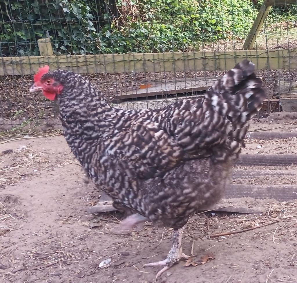 Diverse hennen, Femelle, Poule ou poulet