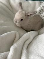 Rabbit Ram, Dieren en Toebehoren, Konijnen, Geslacht onbekend