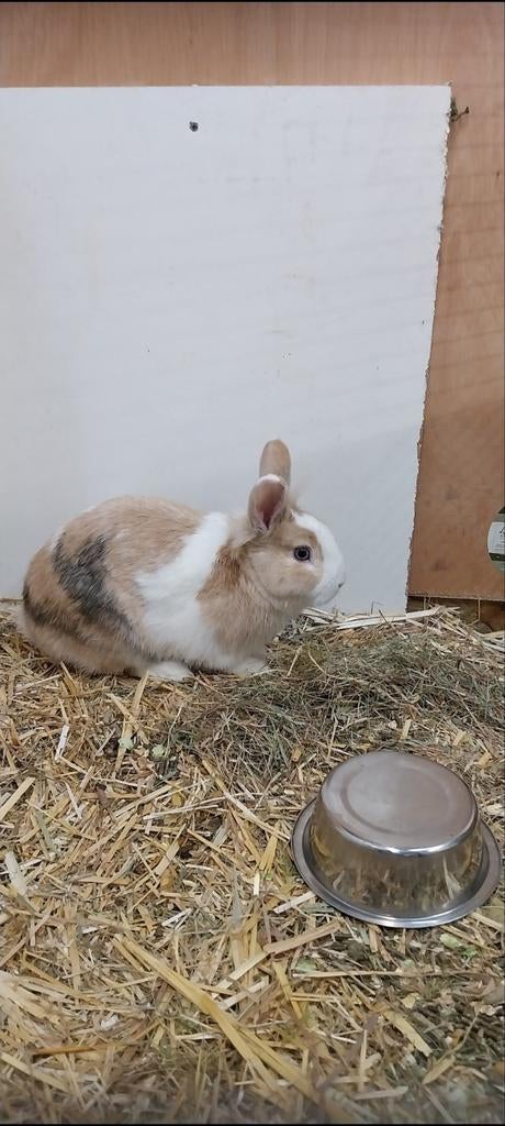 Mannetje, Dieren en Toebehoren, Konijnen