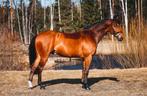 Allround gelding for sale by Ogano Sitte, Hongre, 165 à 170 cm, L, Cheval de saut