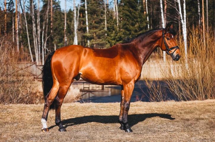 Allround gelding for sale by Ogano Sitte, Animaux & Accessoires, Chevaux, Hongre, L, 165 à 170 cm, 7 à 10 ans, Cheval de saut