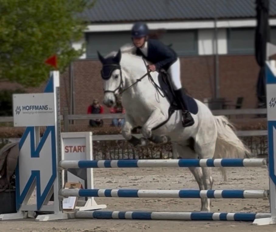 Connemara sportpony met topafstamming!, Dieren en Toebehoren, Pony's, Ruin, Springpony, 3 tot 6 jaar, D pony (1.37m tot 1.48m)
