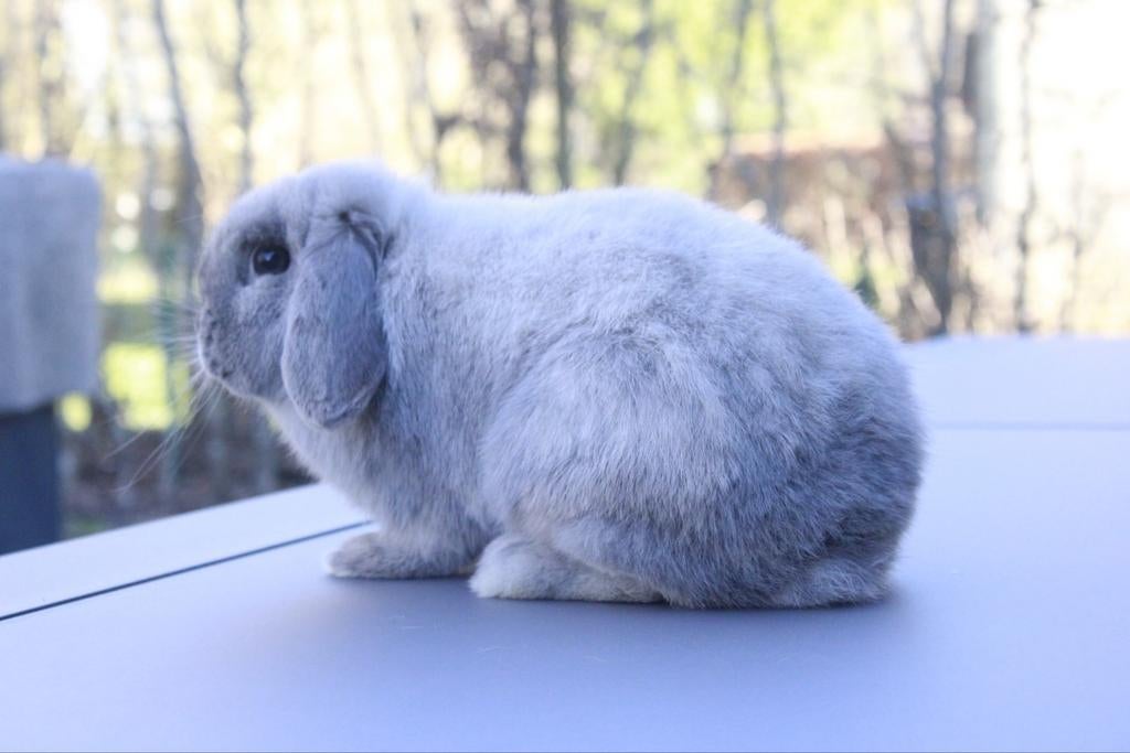Minilop voedster, Dieren en Toebehoren, Konijnen, Dwerg, Vrouwelijk, 0 tot 2 jaar, Hangoor