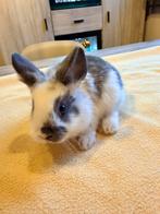 Dwergkonijntjes, Dieren en Toebehoren, Konijnen