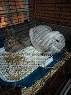 Hangoor, Oreilles tombantes