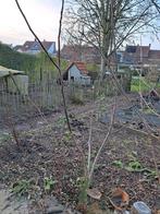 notenboom - meerstammig, Tuin en Terras, Planten | Bomen, Overige soorten, 100 tot 250 cm, Zomer, Ophalen