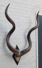 Grote oude schedel KUDU ANTILOPE op zwart houten schild (G), Ophalen, Gebruikt, Wild dier, Schedel