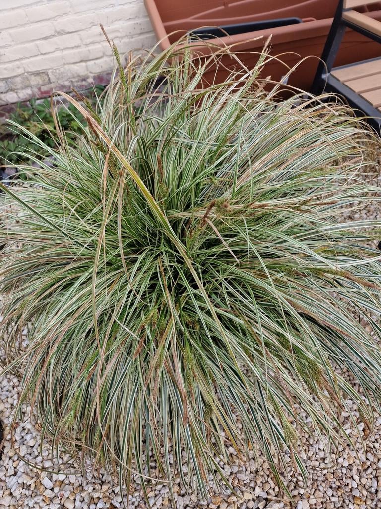 Siergrassen, Tuin en Terras, Ophalen, Siergrassen