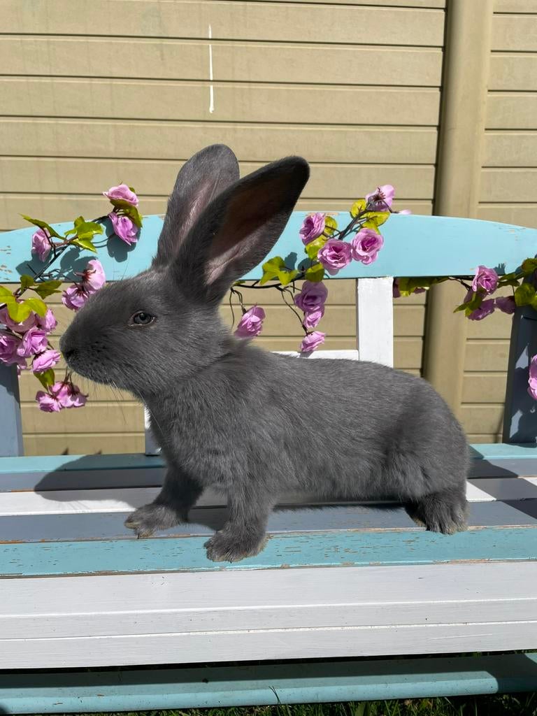 Reuzevlinder konijn Groot-Lotharinger blauw raszuiver, Dieren en Toebehoren, Konijnen, Groot