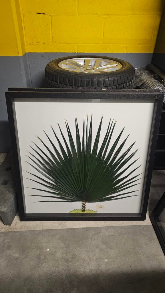 herbier tropical avec feuille de Washingtonia palm