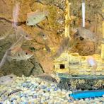 cichlides geophagus tapajos, Poisson, Poisson d'eau douce, Banc de poissons