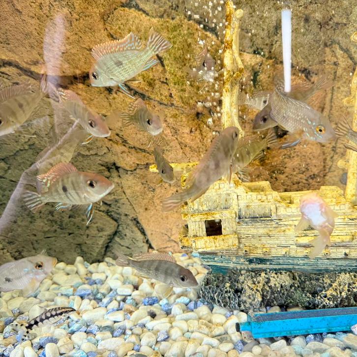 cichlides geophagus tapajos, Animaux & Accessoires, Poissons | Poissons d'aquarium, Poisson d'eau douce, Poisson, Banc de poissons