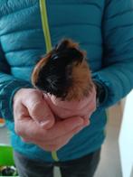 Gratis cavia zeugje, Dieren en Toebehoren, Knaagdieren, Cavia, Vrouwelijk, Januari, Tam