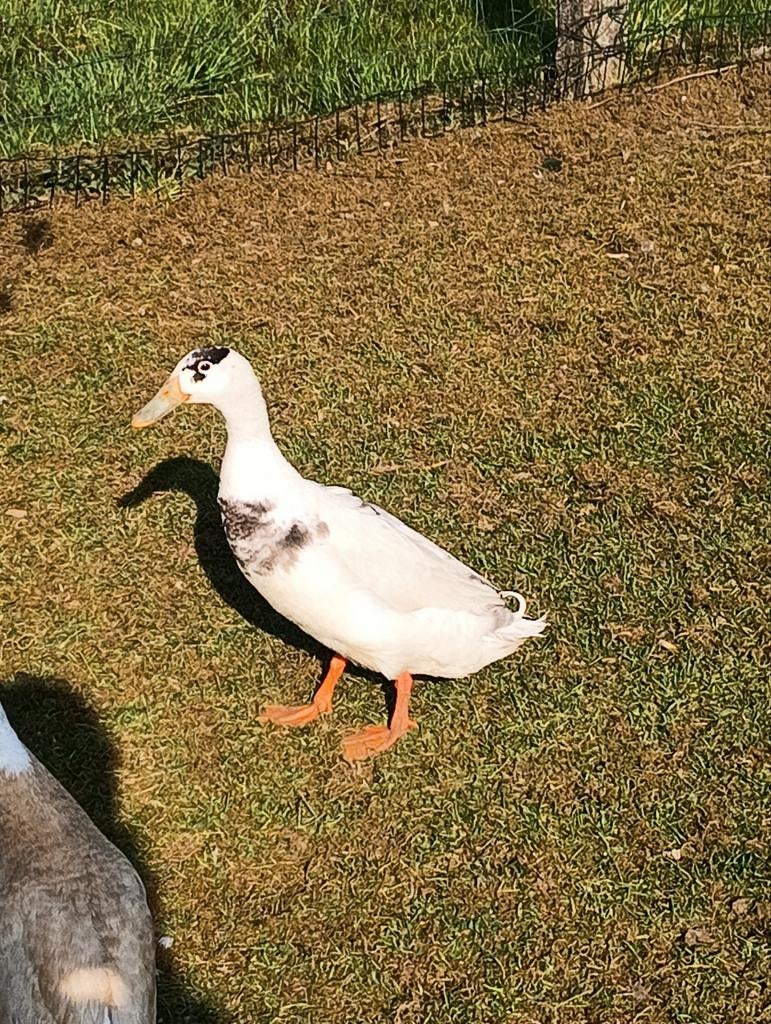 Indische loopeend, Dieren en Toebehoren, Pluimvee