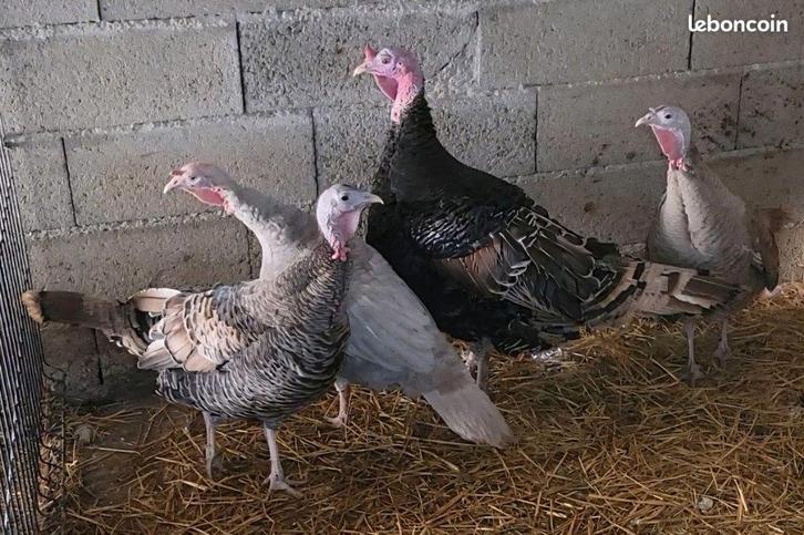 Œufs de dinde RONQUIERES, Animaux & Accessoires, Volatiles, Dinde