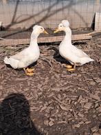 Koppel oud hollandse kuifeenden, Dieren en Toebehoren, Pluimvee, Meerdere dieren, Eend