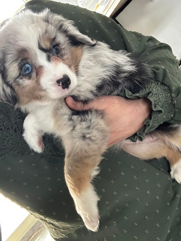 Toy /miniature american shepherd teefje, Animaux & Accessoires, Chienne, Un chien, Hépatite contagieuse (maladie de Rubarth), Belgique