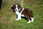 Prachtige bruin-witte Border Collie pup, Colley, Plusieurs, Hépatite contagieuse (maladie de Rubarth), Belgique