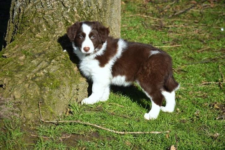 Prachtige bruin-witte Border Collie pup, Dieren en Toebehoren, Honden | Herdershonden en Veedrijvers, Meerdere dieren, Collie