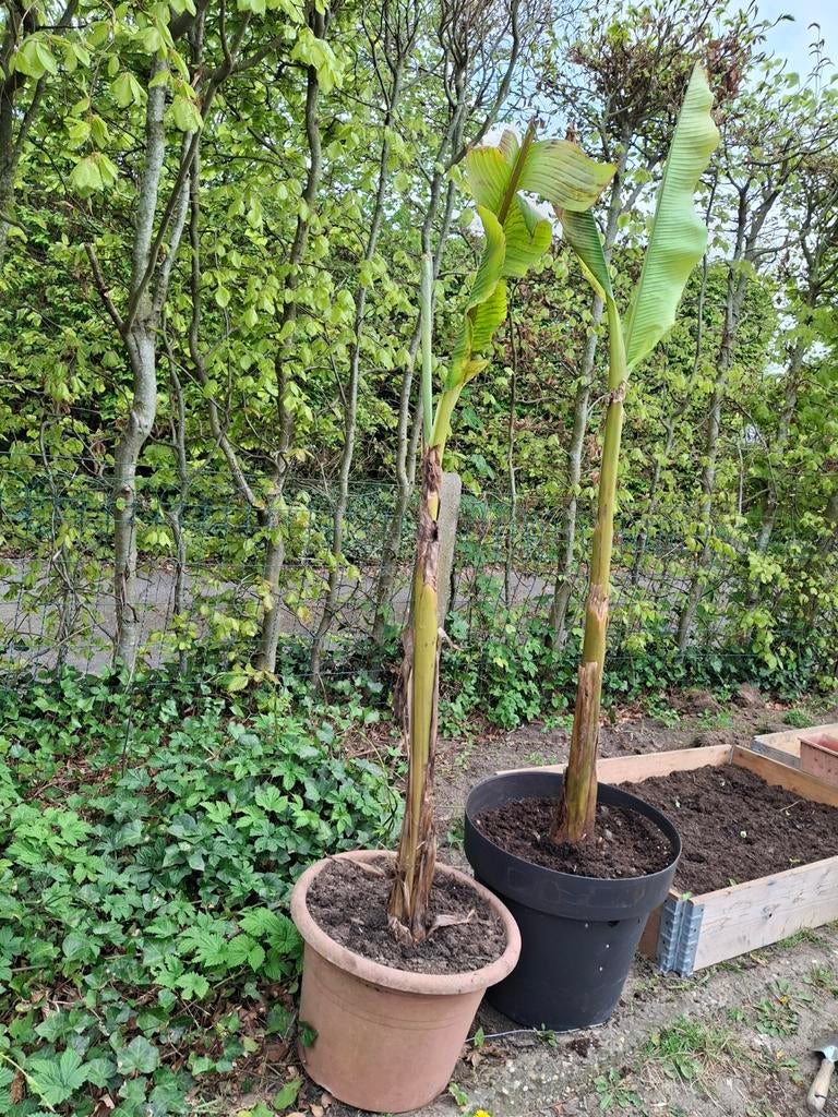 Banane plant, Ophalen of Verzenden