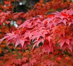 Erable du japon, Enlèvement