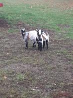 Dwerg geitjes, Dieren en Toebehoren, Schapen, Geiten en Varkens