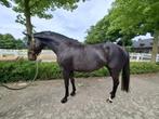 "Navaria" chique zwarte merrie 7 jr * Springen / eventing *, Dieren en Toebehoren, Paarden, Merrie, Springpaard, Zadelmak, 7 tot 10 jaar