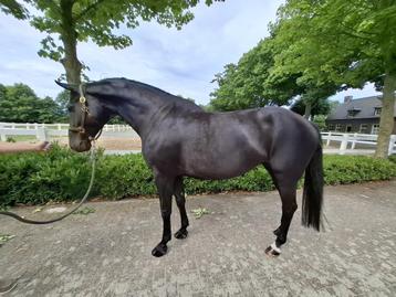 "Navaria" chique zwarte merrie 7 jr * Springen / eventing * beschikbaar voor biedingen