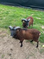 2 rammen te koop, Dieren en Toebehoren, Mannelijk, Schaap, 0 tot 2 jaar