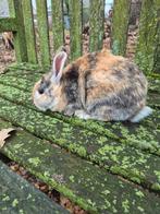 Dwergkonijn voedster, Dieren en Toebehoren, Vrouwelijk, Dwerg, 0 tot 2 jaar