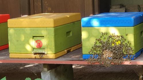 Bijenvolken, Dieren en Toebehoren, Insecten en Spinnen, Bijen