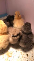 Usa zijdehoen kuikens, Meerdere dieren, Kip