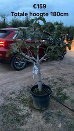 Vijgenbomen aan onklopbare prijzen vanaf april in België!, Tuin en Terras, Planten | Bomen, Ophalen