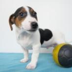 Jack Russell pups te koop (belgisch), CDV (hondenziekte), Meerdere, 8 tot 15 weken, Meerdere dieren